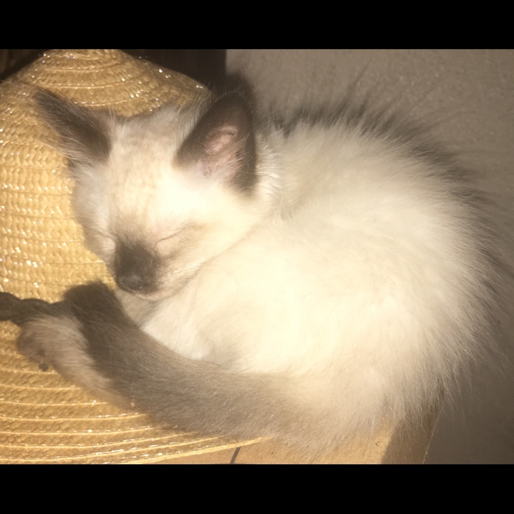 Meet your Posher, Maria